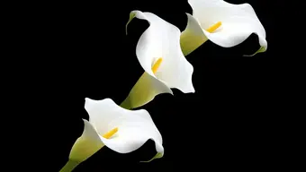 Zmarł prof. Jan Chłopek