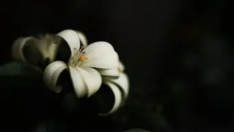 Nie żyje prof. Mirosław Bućko